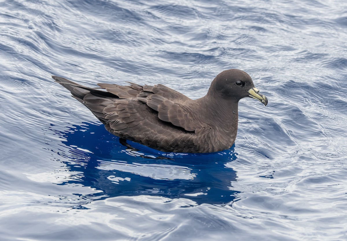 Parkinson's Petrel - ML646853324