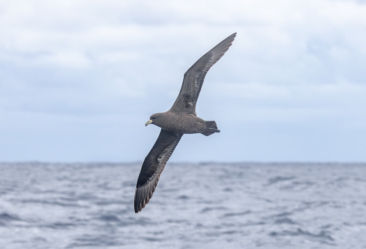 Parkinson's Petrel - ML646853325