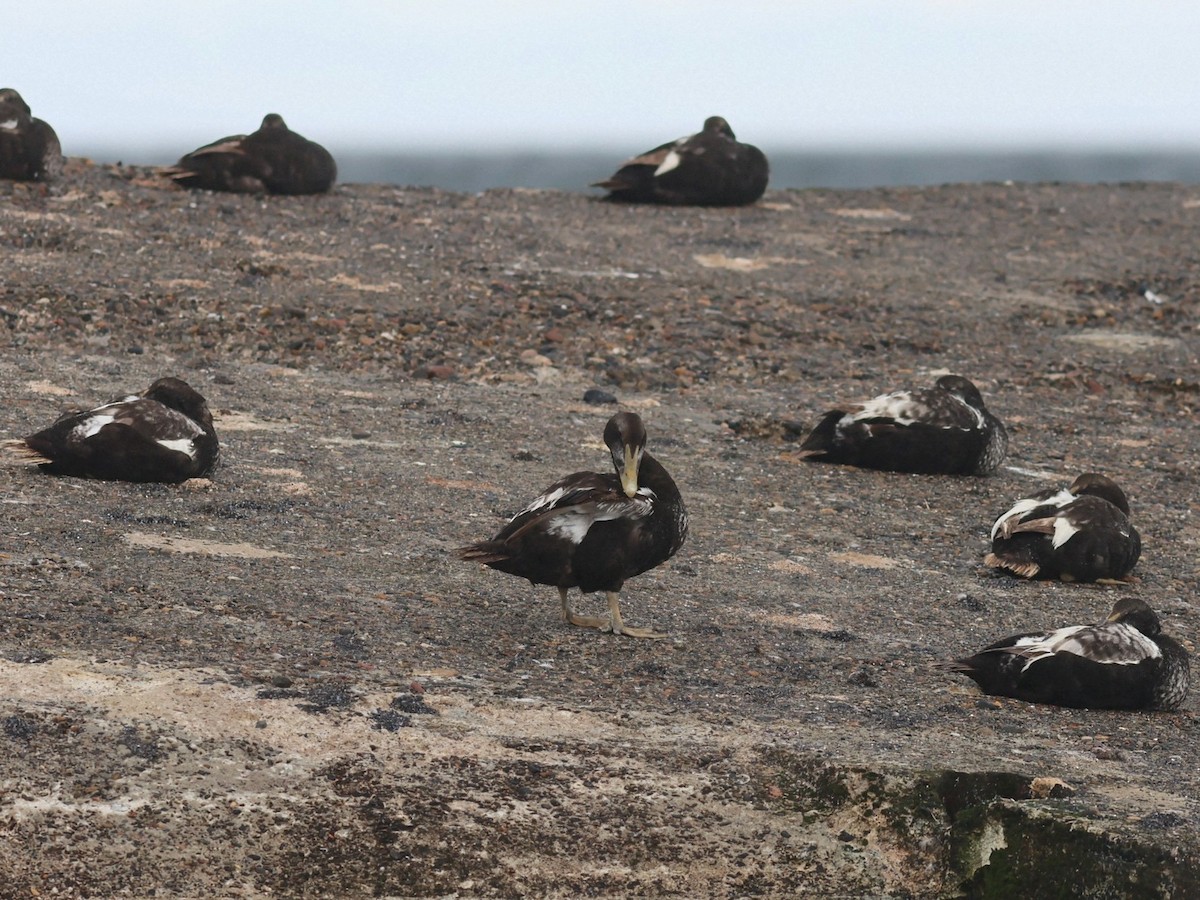 Common Eider - ML646853327
