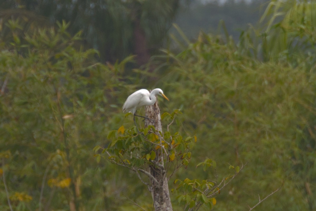 Yellow-billed Egret - ML646853330
