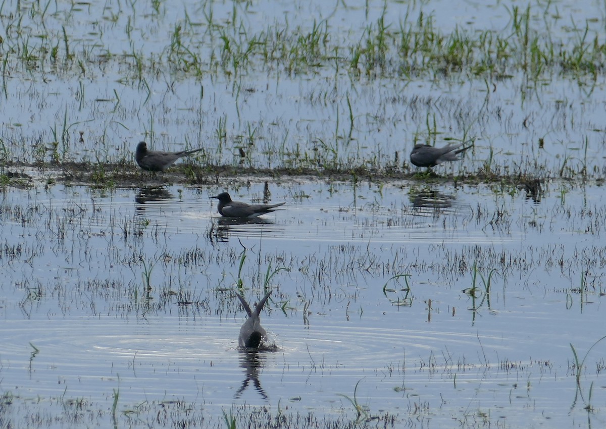 מירומית שחורה - ML646853332