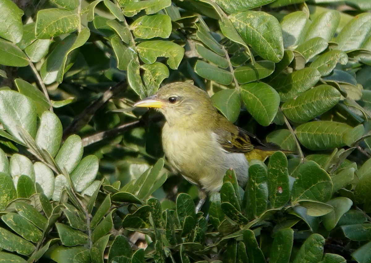 Tangara Guirá - ML646853336