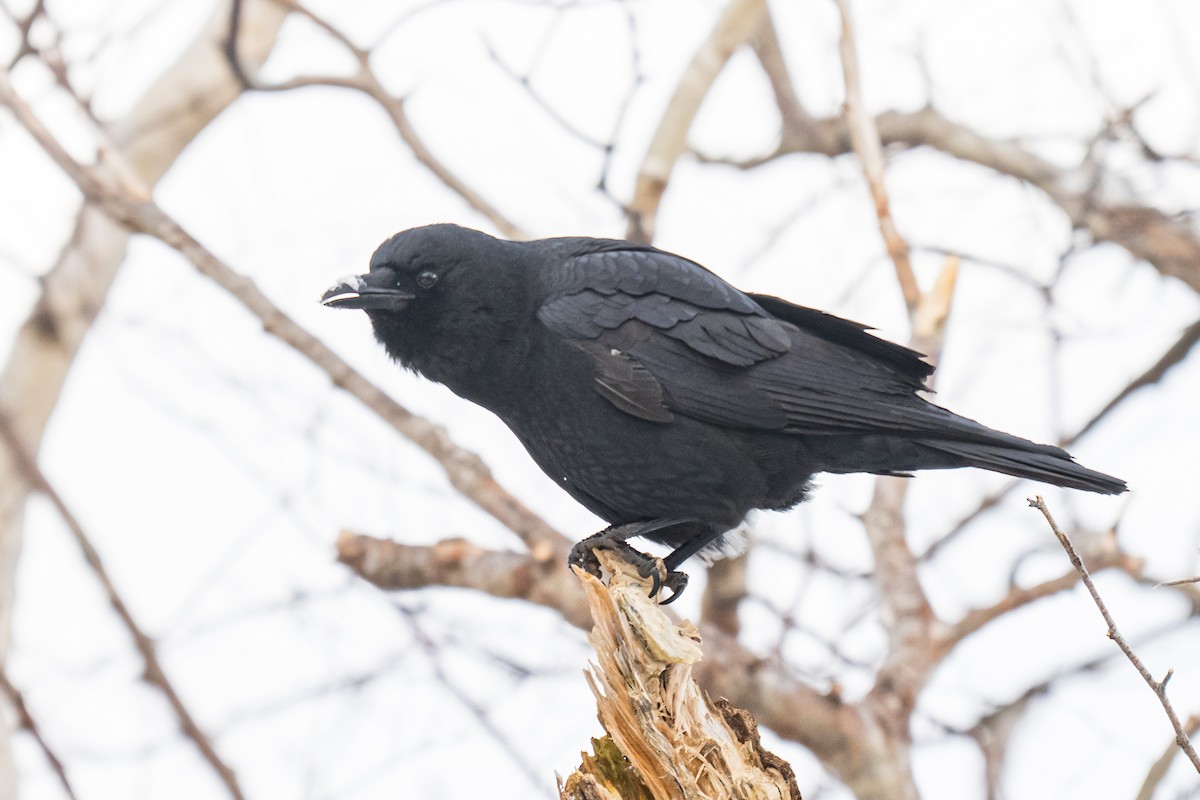 American Crow - ML646853337