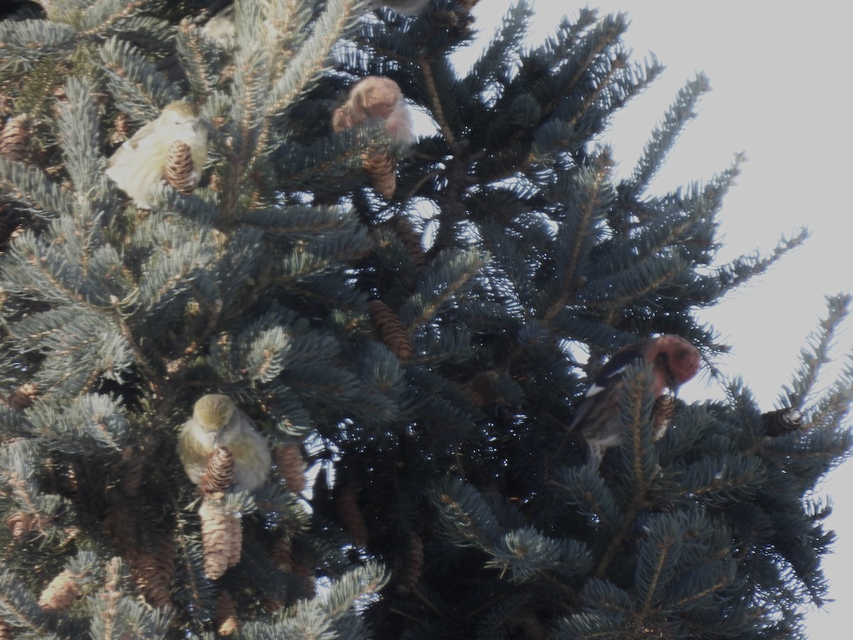 Белокрылый клёст - ML646853338