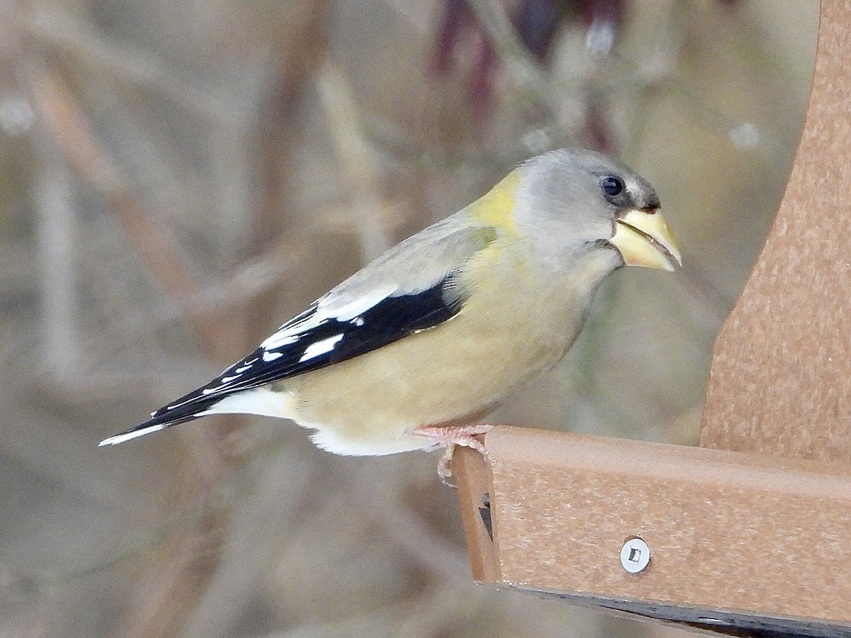 Sarı Kaşlı Kocabaş - ML646853340
