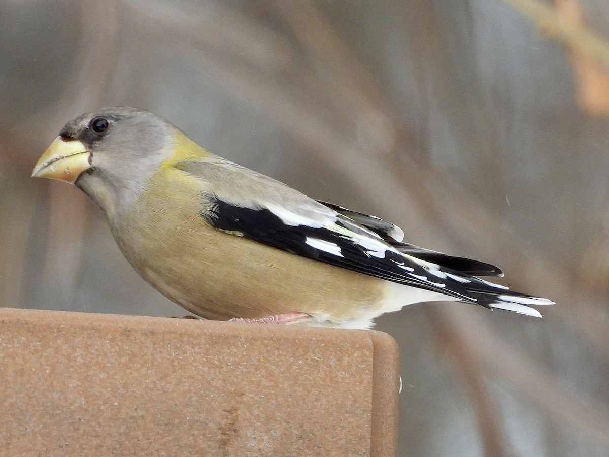 Sarı Kaşlı Kocabaş - ML646853341
