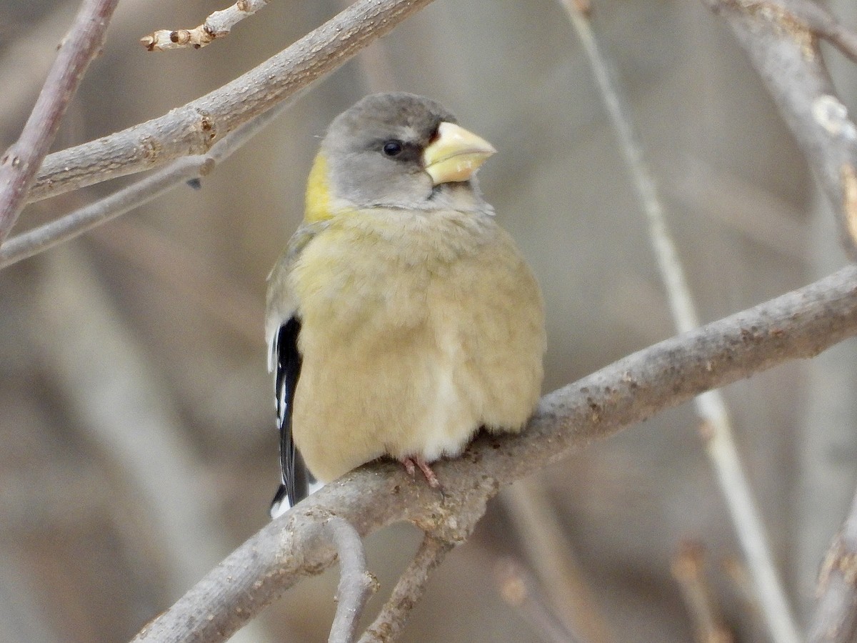 Sarı Kaşlı Kocabaş - ML646853342