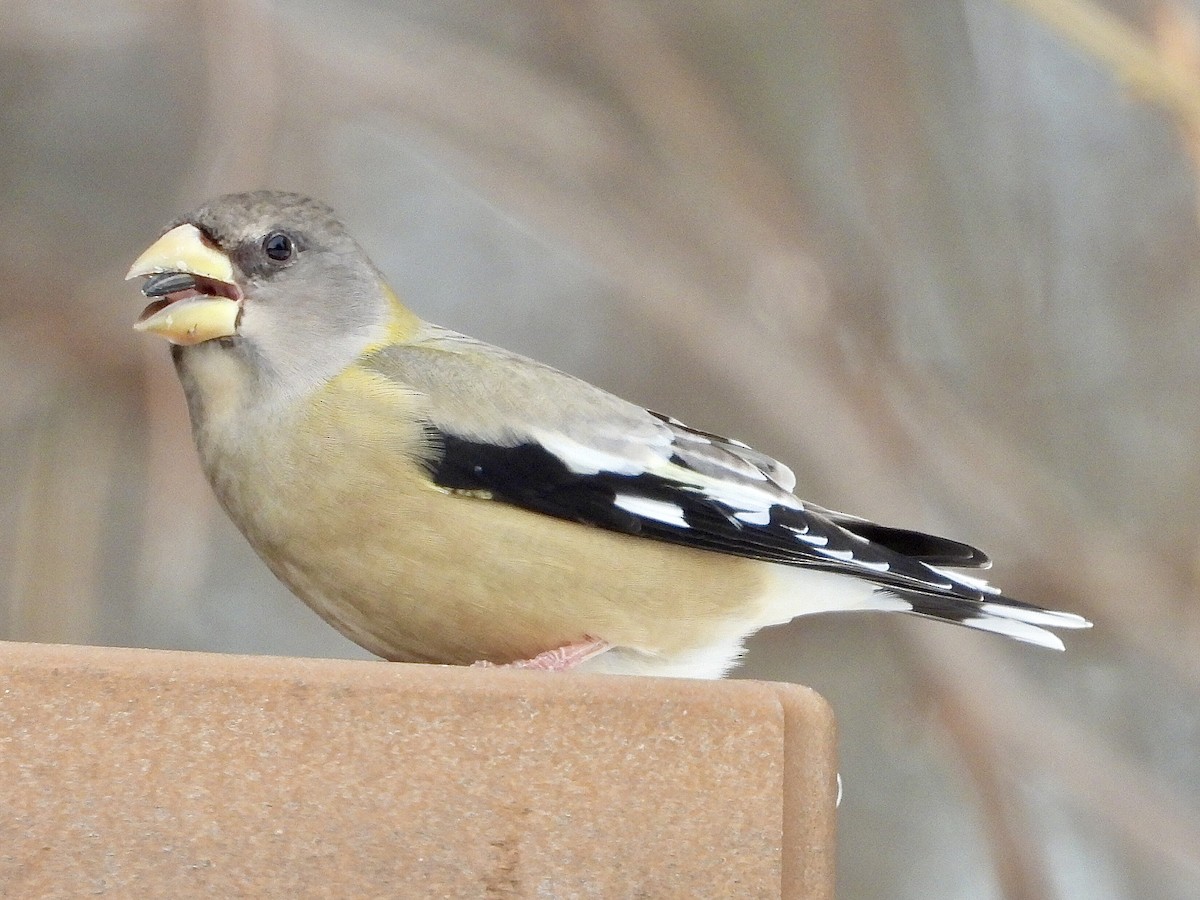 Sarı Kaşlı Kocabaş - ML646853343