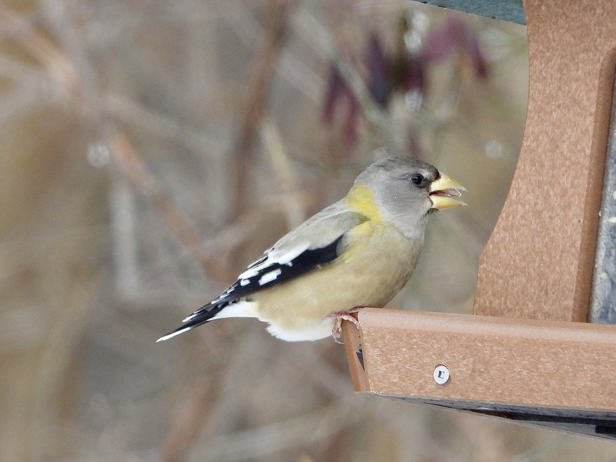 Sarı Kaşlı Kocabaş - ML646853344