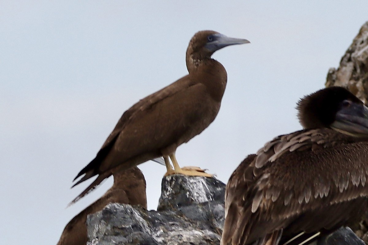 Brown Booby - ML646853347