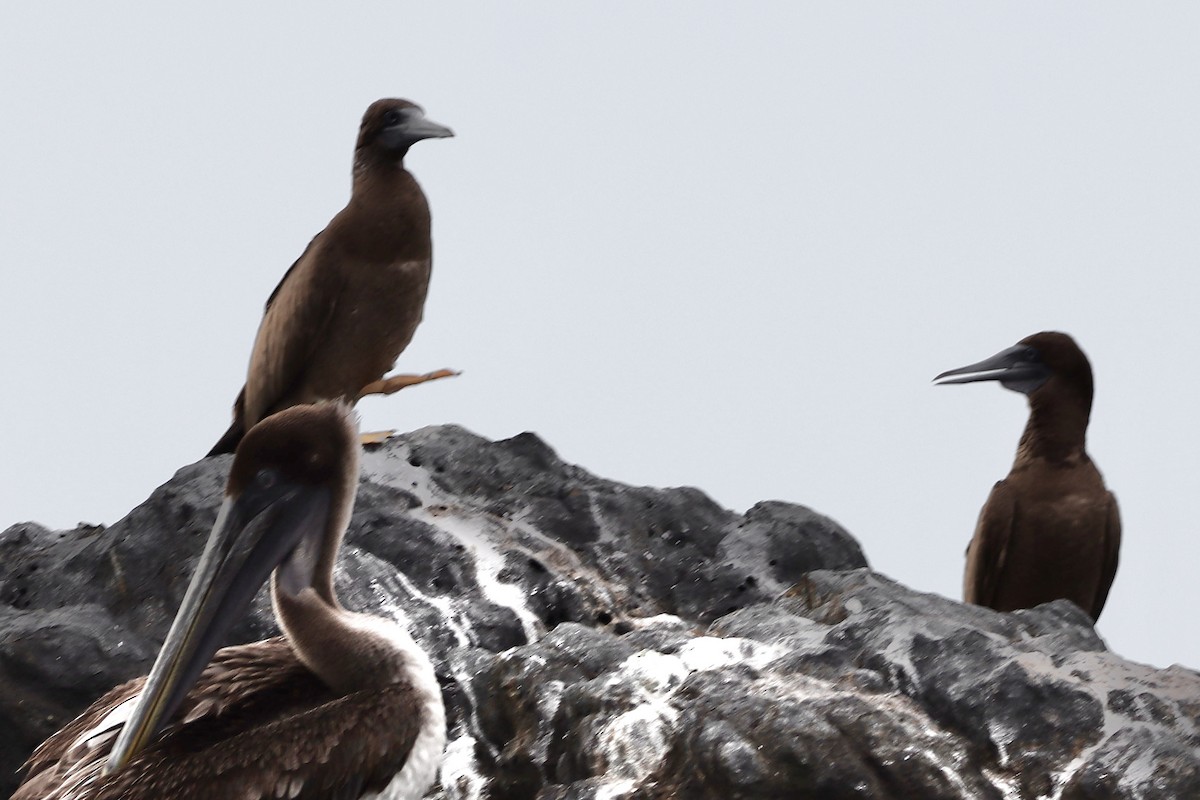 Brown Booby - ML646853348