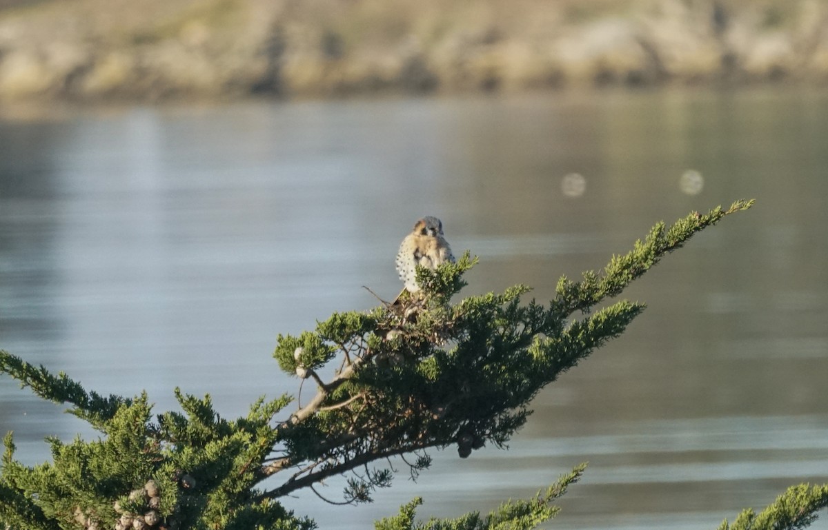 Боривітер американський - ML646853352