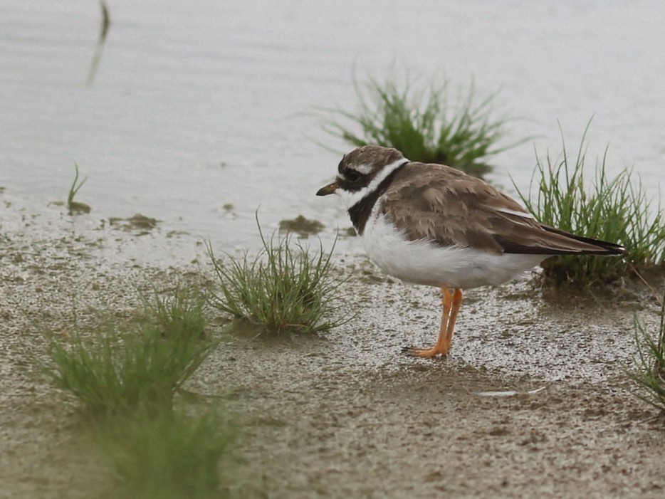 Common Ringed Plover - ML646853354