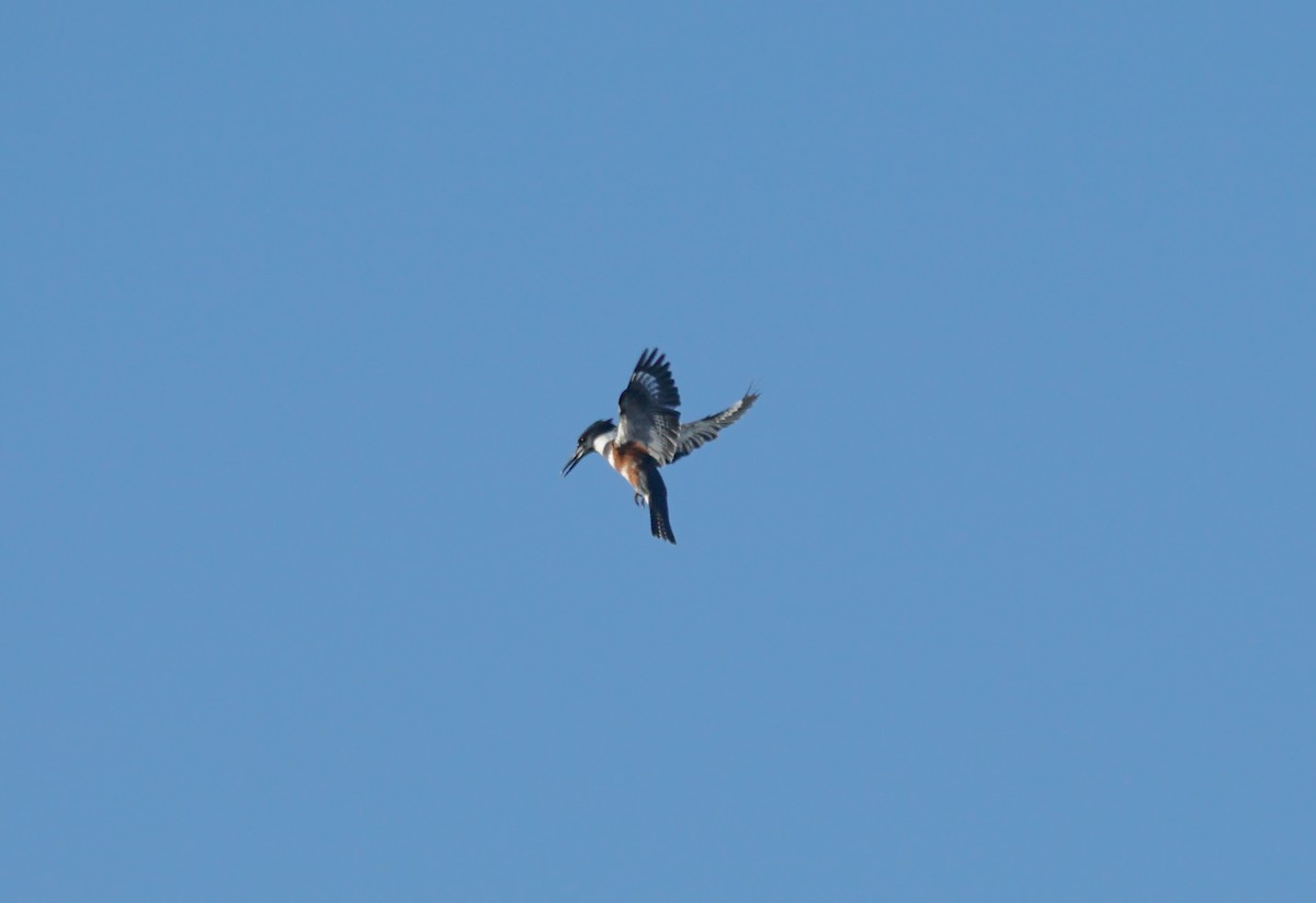 Рибалочка-чубань північний - ML646853358