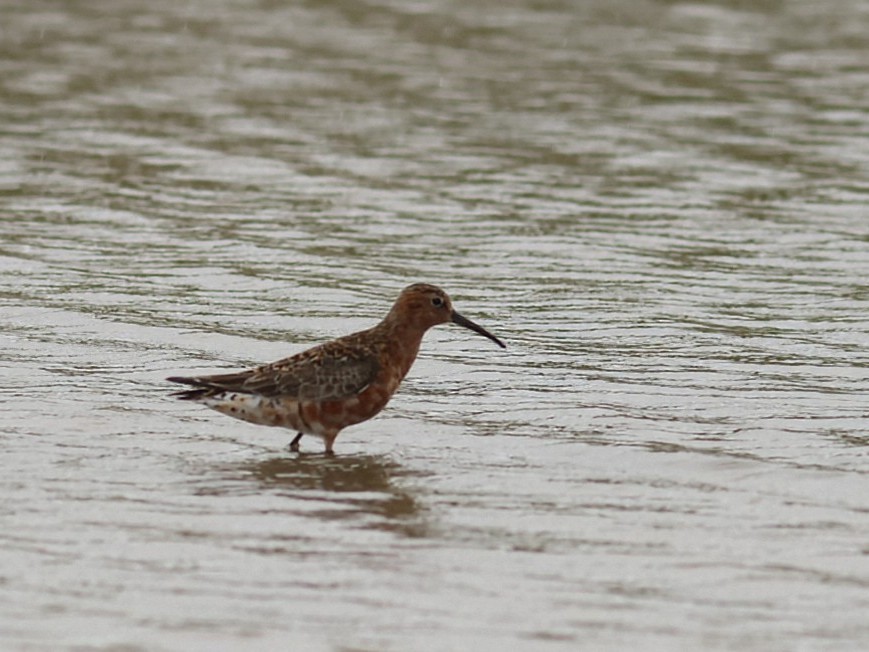 Piovanello comune - ML646853359