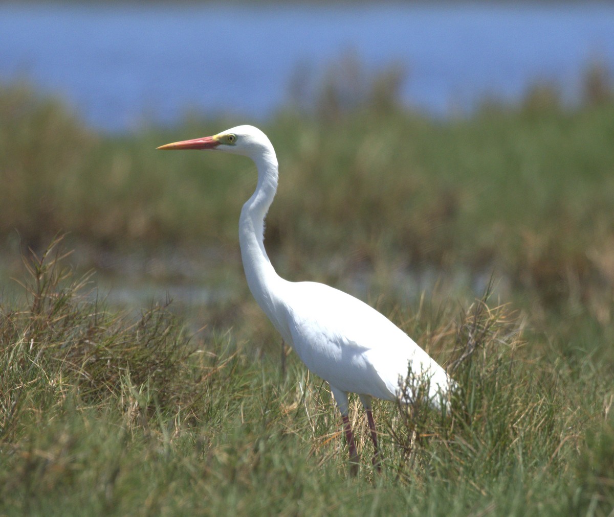 Plumed Egret - ML646853360