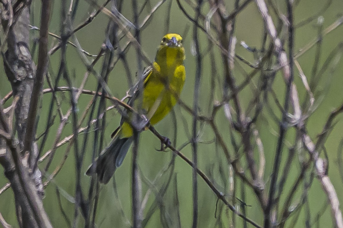 Короткоклювый зерноед - ML646853361