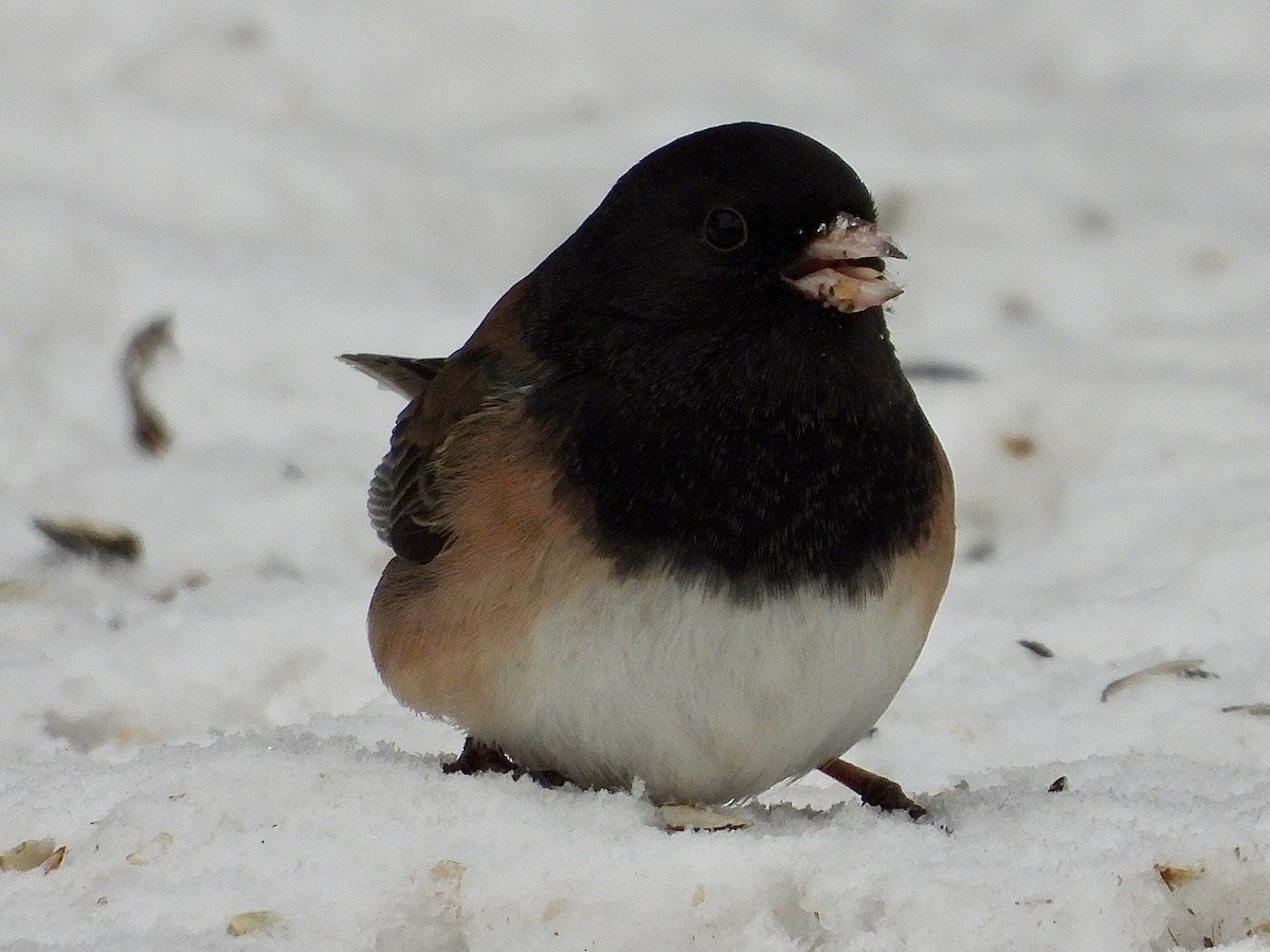 Kara Gözlü Junko [oreganus grubu] - ML646853362