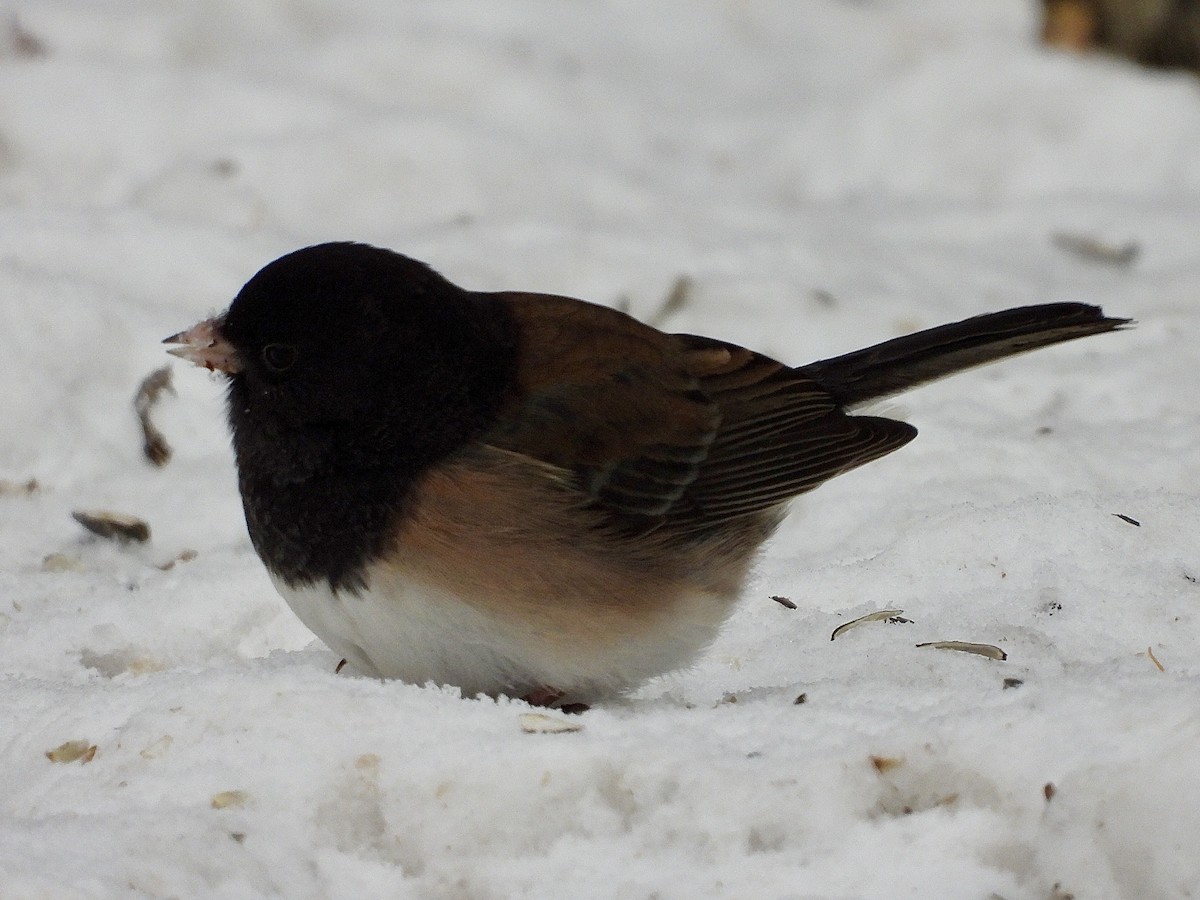 Kara Gözlü Junko [oreganus grubu] - ML646853363