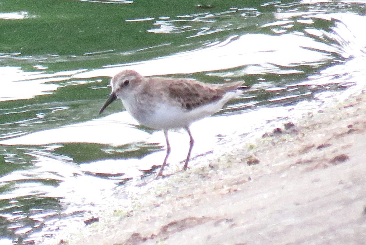 Least Sandpiper - ML646853364