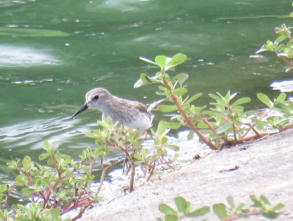 Least Sandpiper - ML646853365