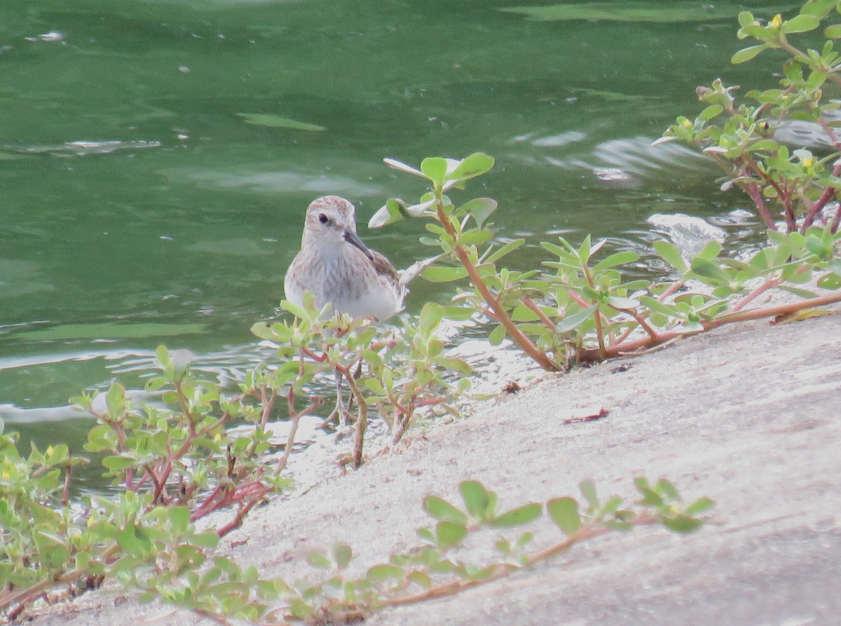 Least Sandpiper - ML646853366
