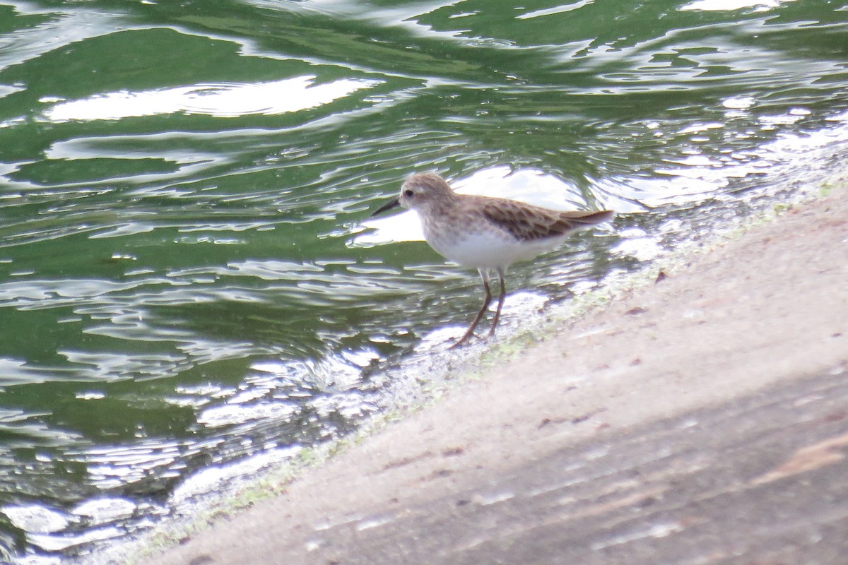 Least Sandpiper - ML646853367