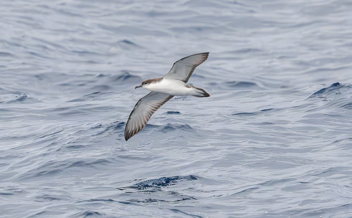 Buller's Shearwater - ML646853368