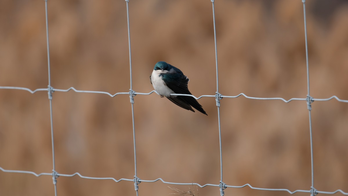 Tree Swallow - ML646853369