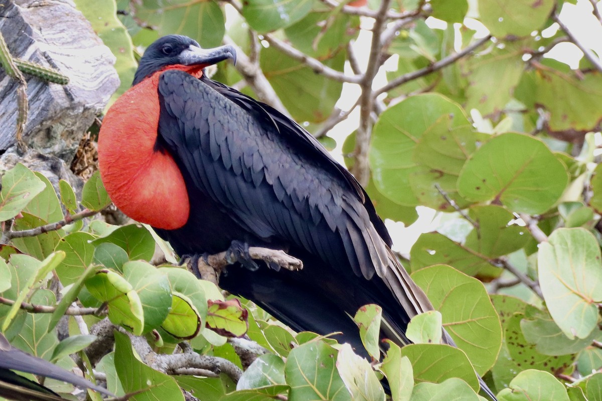 Magnificent Frigatebird - ML646853371