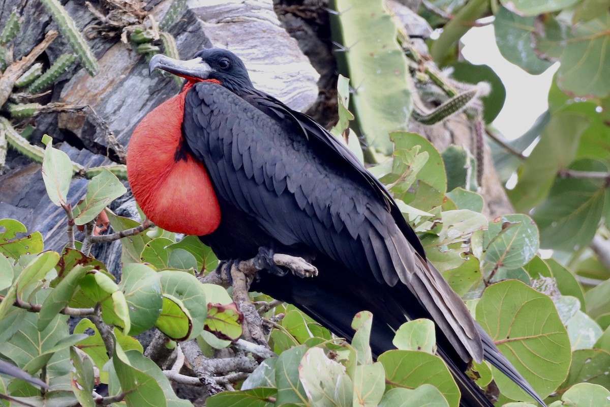 Magnificent Frigatebird - ML646853372