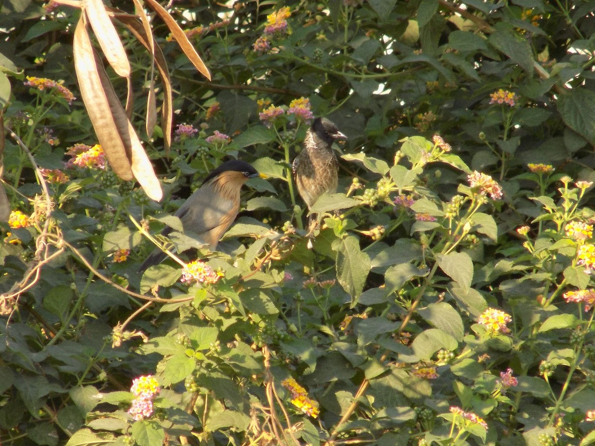 ズグロムクドリ - ML646853375