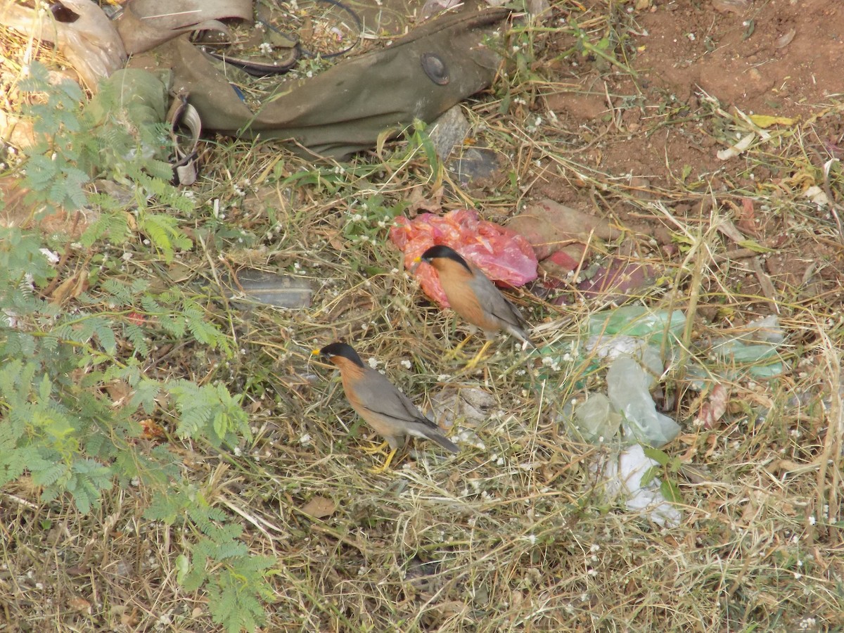 ズグロムクドリ - ML646853376