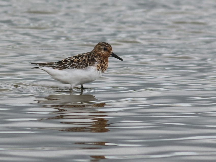 Sanderling - ML646853379