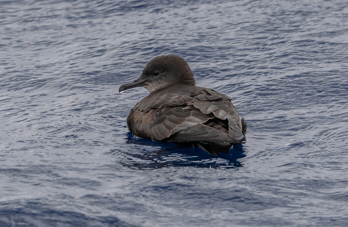 Short-tailed Shearwater - ML646853380