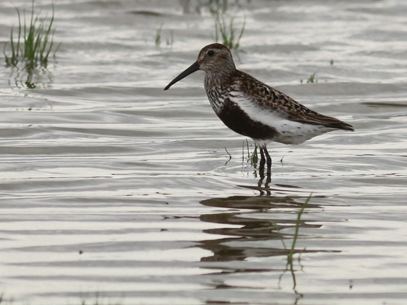 Dunlin - ML646853381