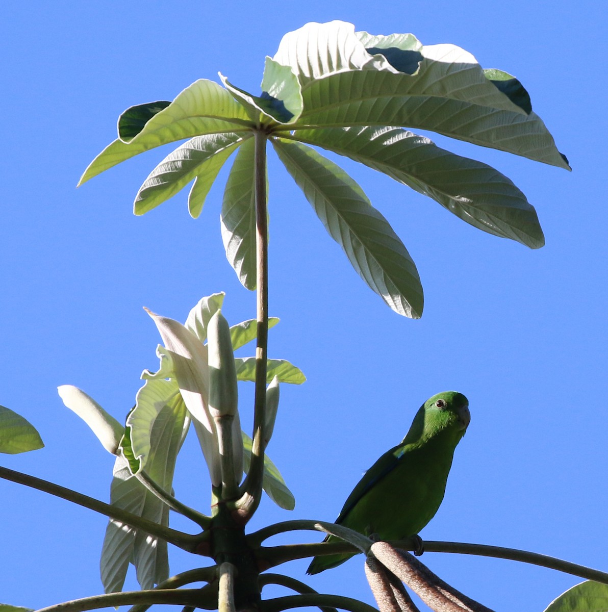 Cobalt-rumped Parrotlet - ML646853384
