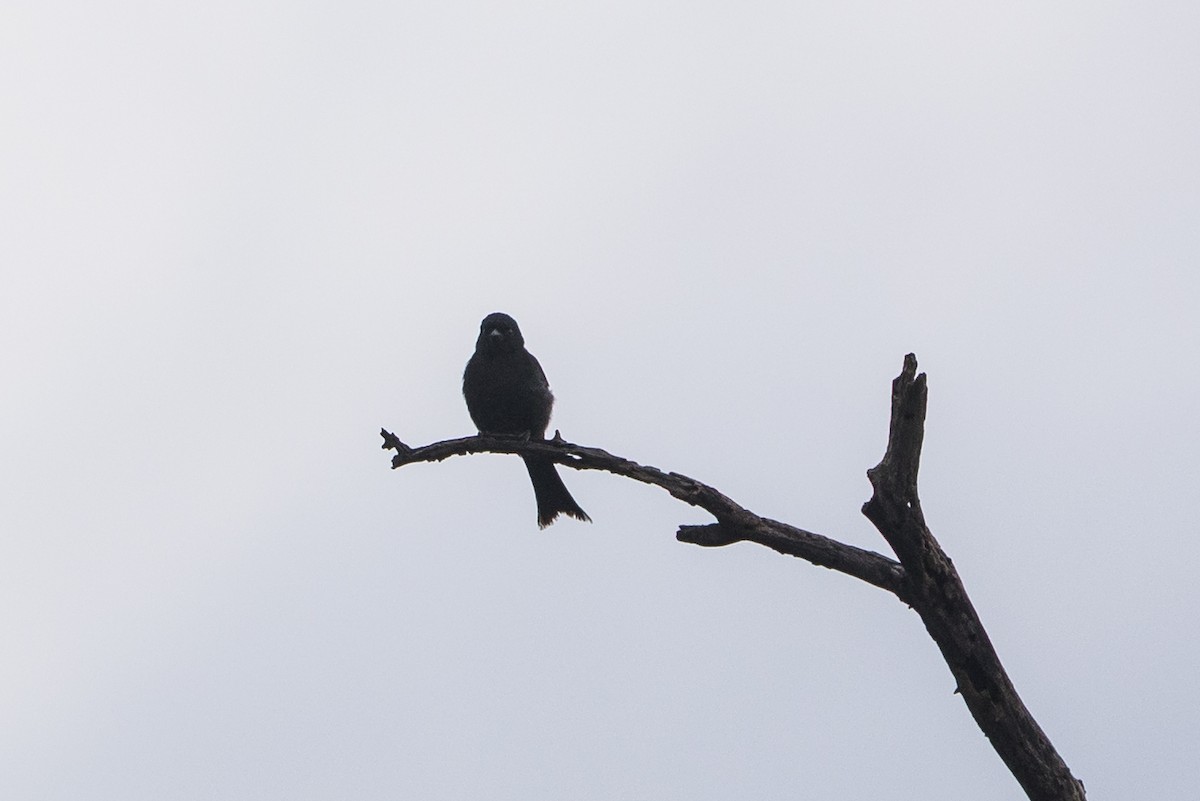 Fork-tailed Drongo - ML646853385