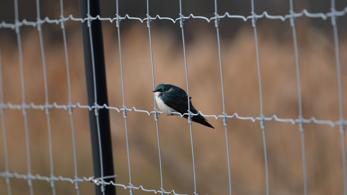 Tree Swallow - ML646853388