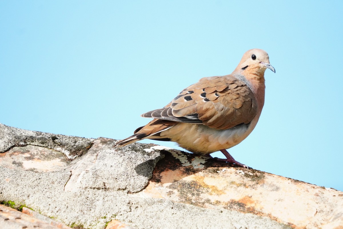 Zenaida Dove - ML646853389