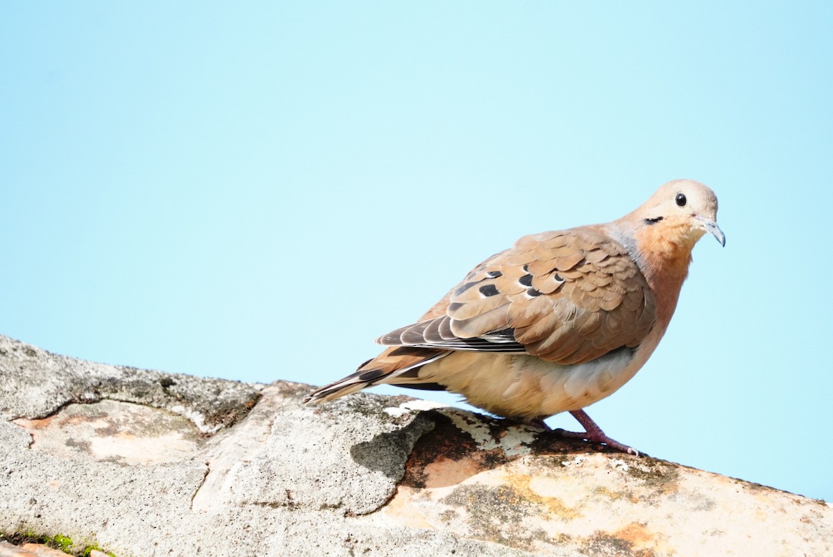 Zenaida Dove - ML646853390