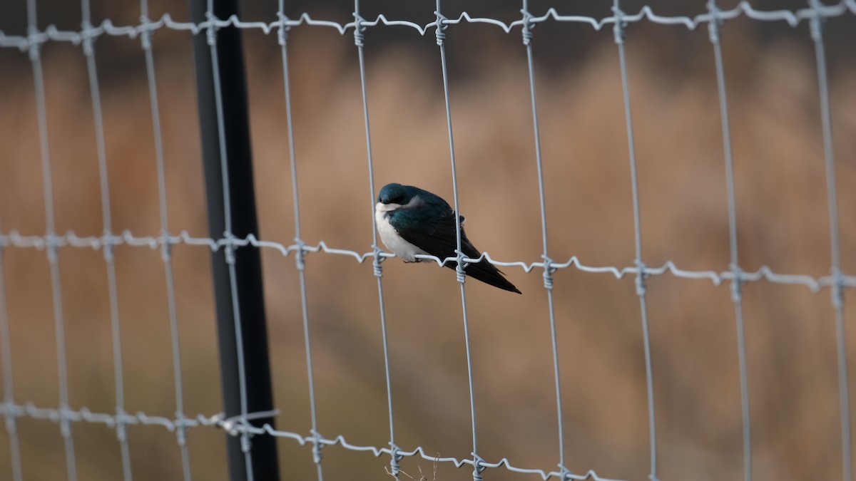 Tree Swallow - ML646853393