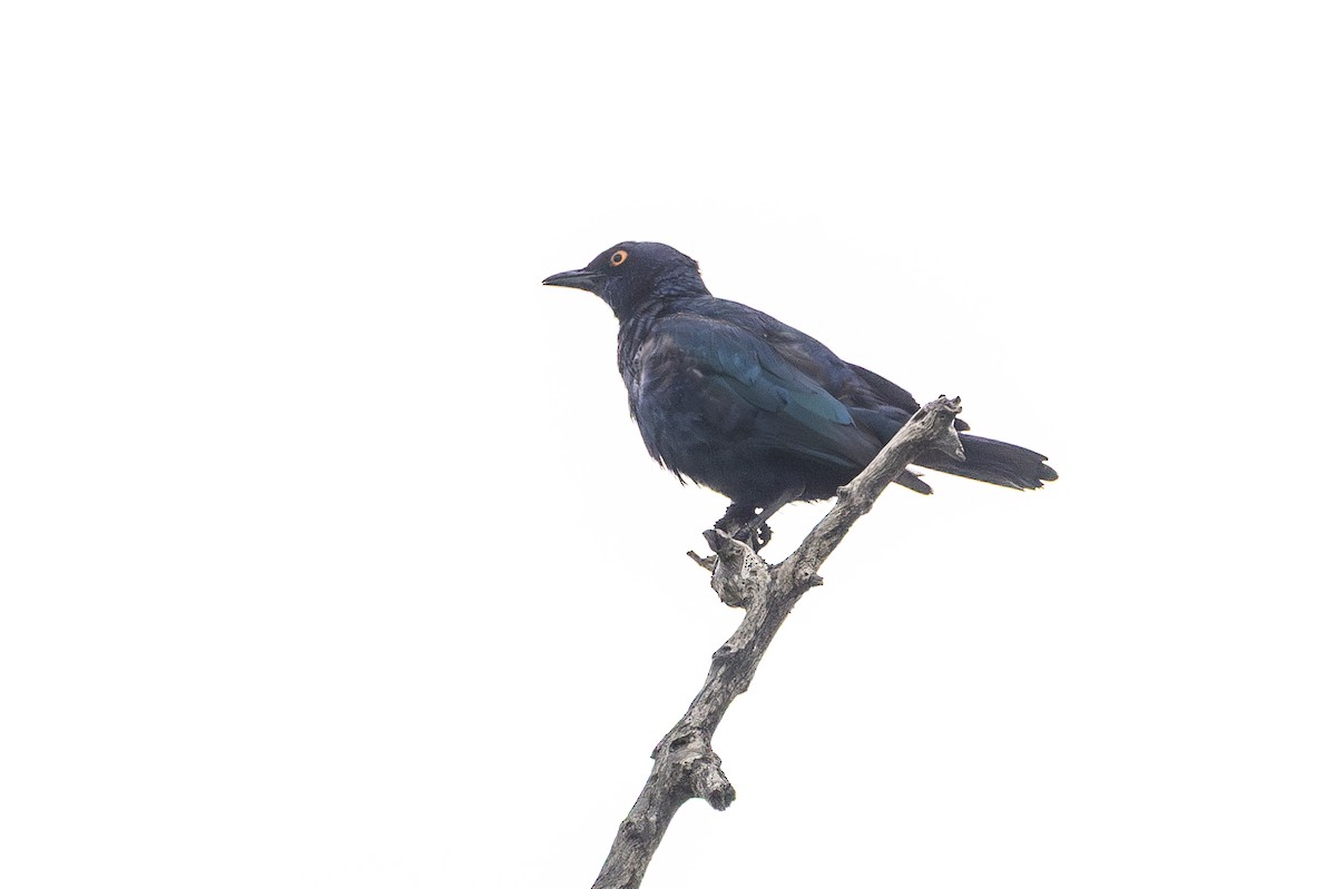 Cape Starling - ML646853394