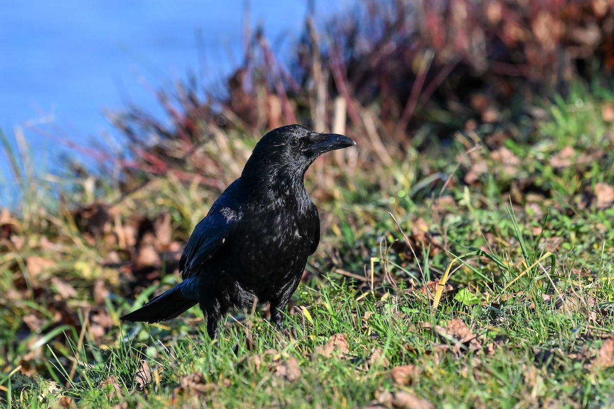 Carrion Crow - ML646853395