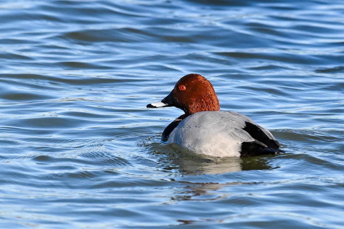 taffeland - ML646853404