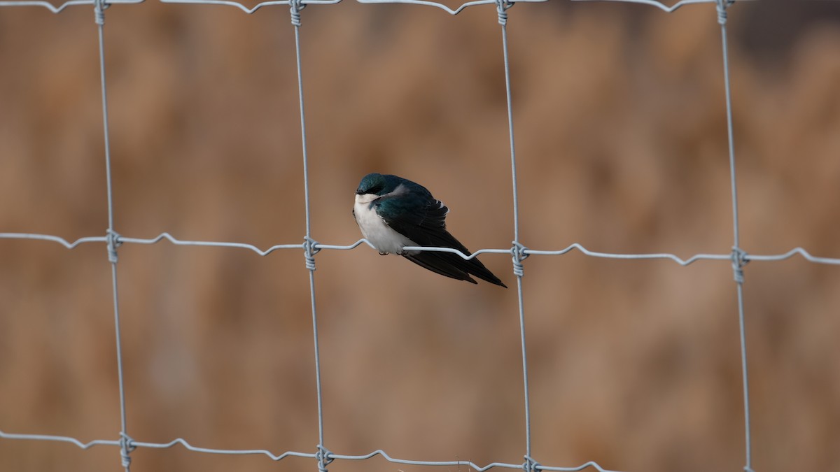 Tree Swallow - ML646853405