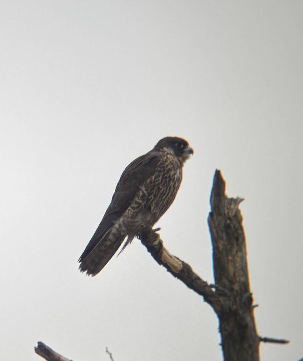 Halcón Peregrino - ML646853406