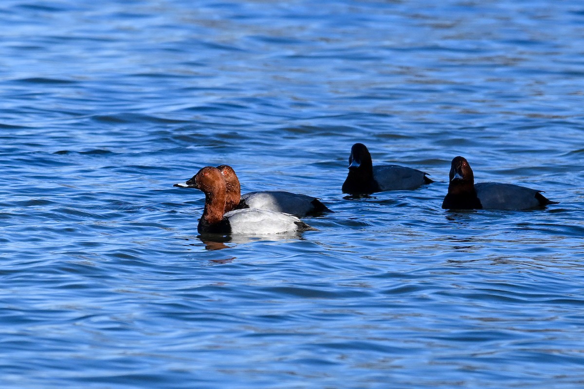 taffeland - ML646853407