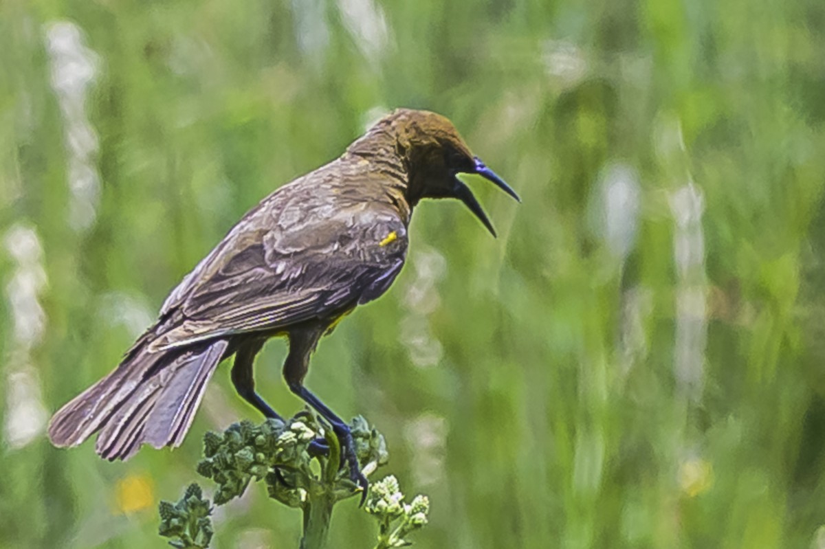 Brown-and-yellow Marshbird - ML646853410