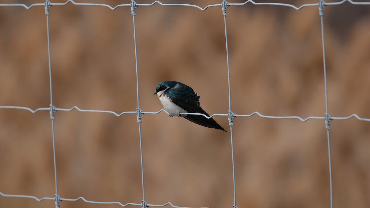 Tree Swallow - ML646853412